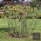 Variegated shrub supported by metal plant hoops on a lawn