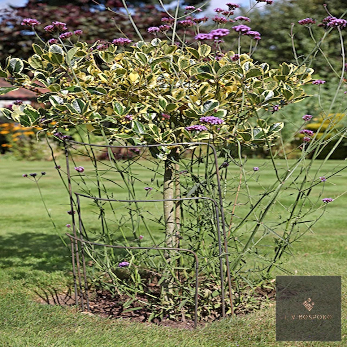 Variegated shrub supported by metal plant hoops on a lawn