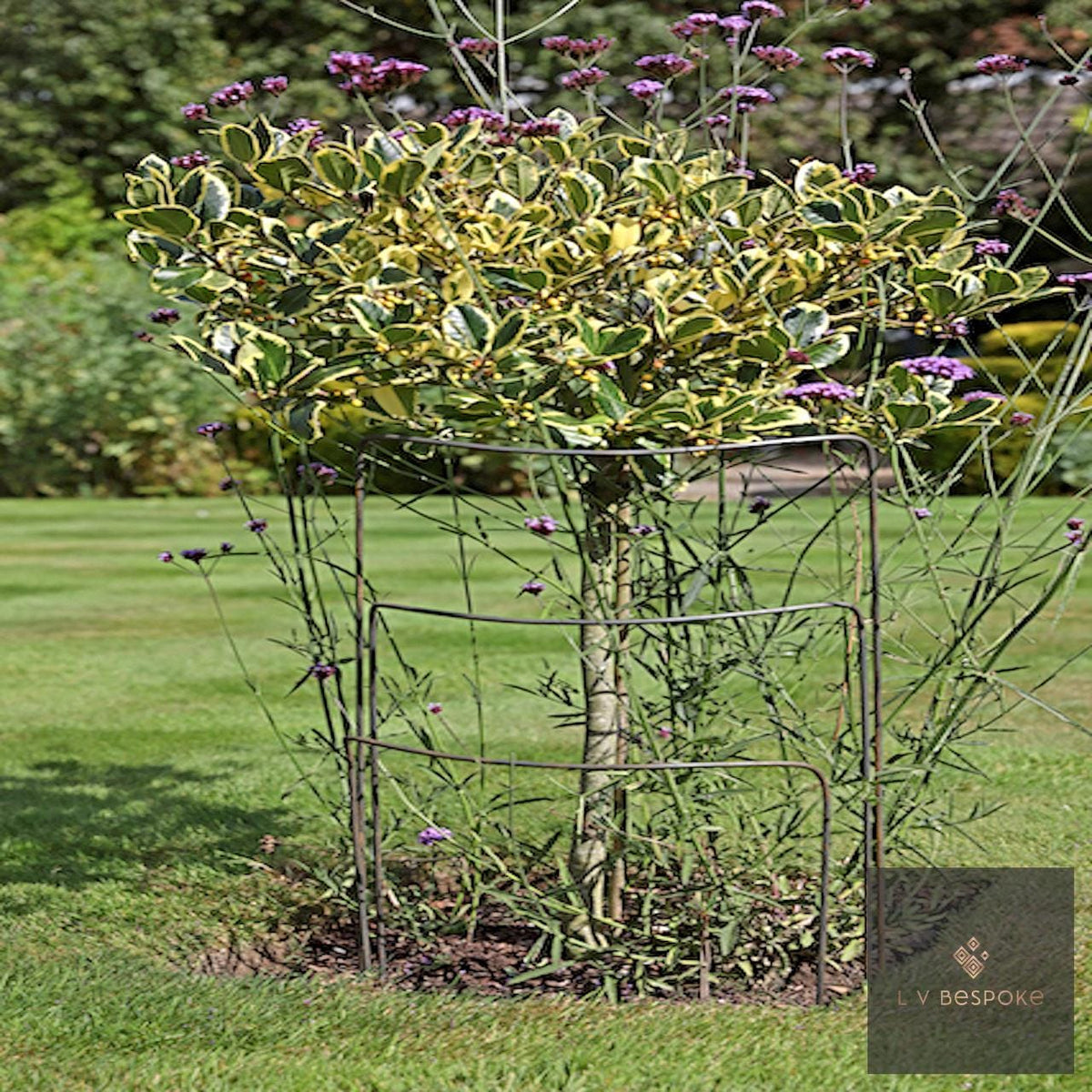 Variegated shrub supported by metal plant hoops on a lawn
