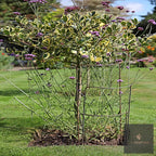 Variegated shrub supported by metal plant hoops on a lawn