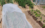 InsectoNet Plastic-Free Insect Netting covering one vegetable bed beside uncovered crops