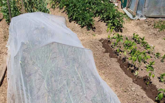 InsectoNet Plastic-Free Insect Netting covering one vegetable bed beside uncovered crops