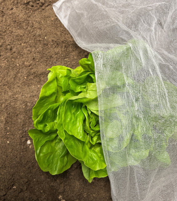 Lettuce growing in soil partly covered by white InsectoNet mesh