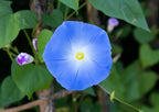 Ipomoea Heavenly Blue – single blue bloom with a white and yellow centre among purple buds