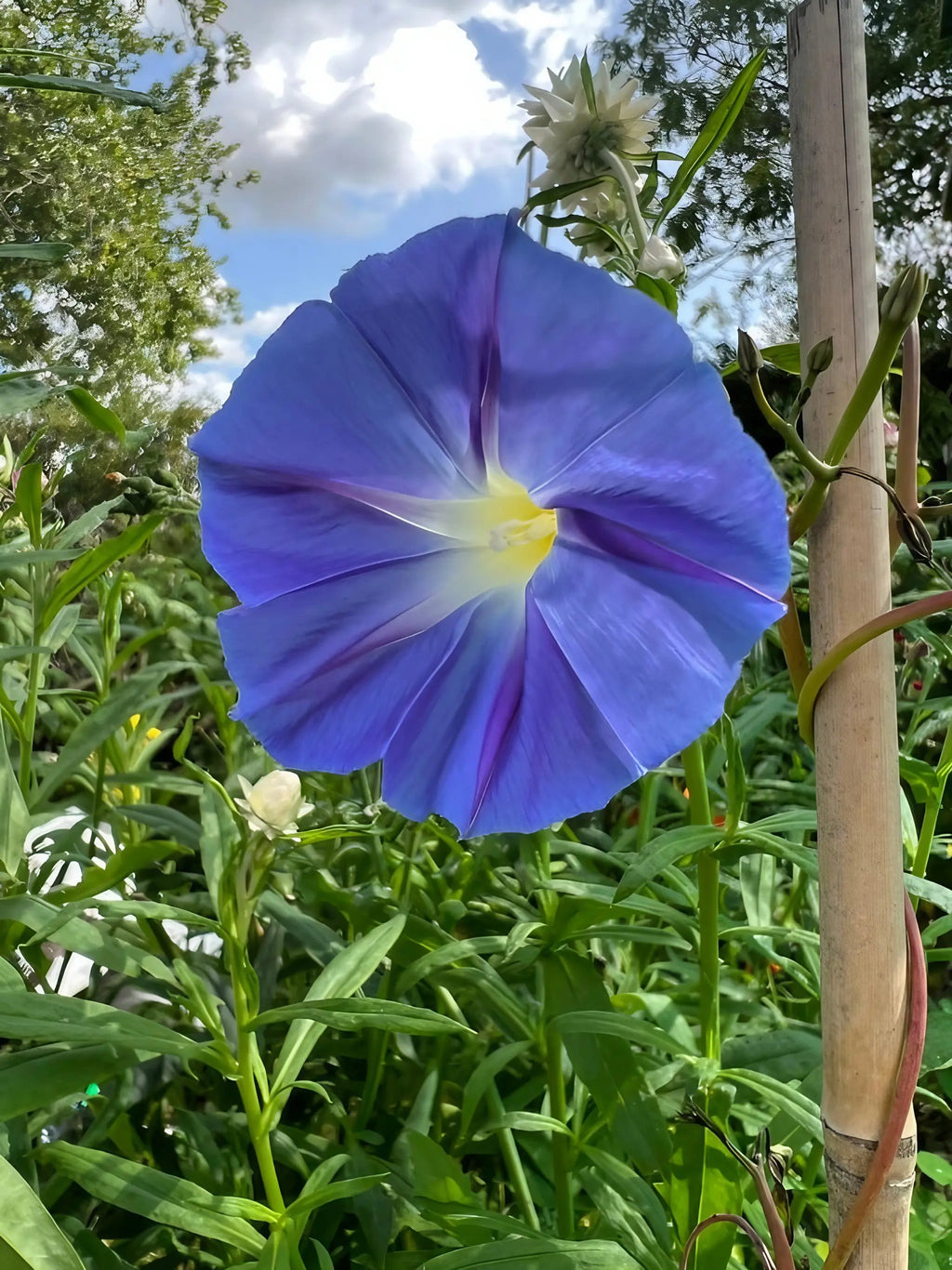 Ipomoea Heavenly Blue flower on a vine climbing a wooden stake under a cloudy sky