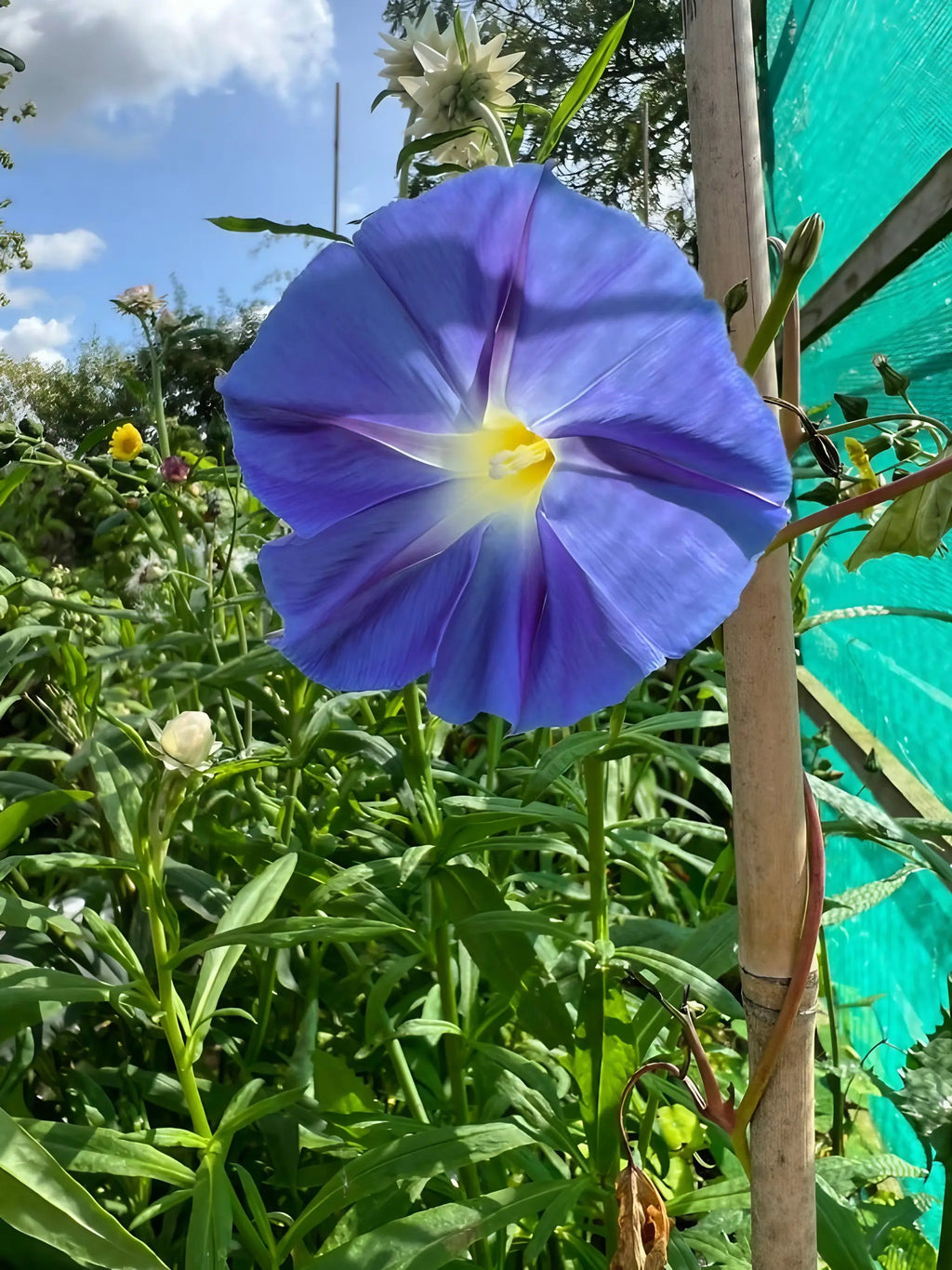 Ipomoea Heavenly Blue blooms on a sunlit mesh screen against blue sky