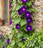 Ipomoea Star of Yelta climbing a stone wall with many purple blooms