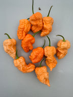 Jays Peach Ghost Scorpion Chilli – pile of peach and orange tailed pods