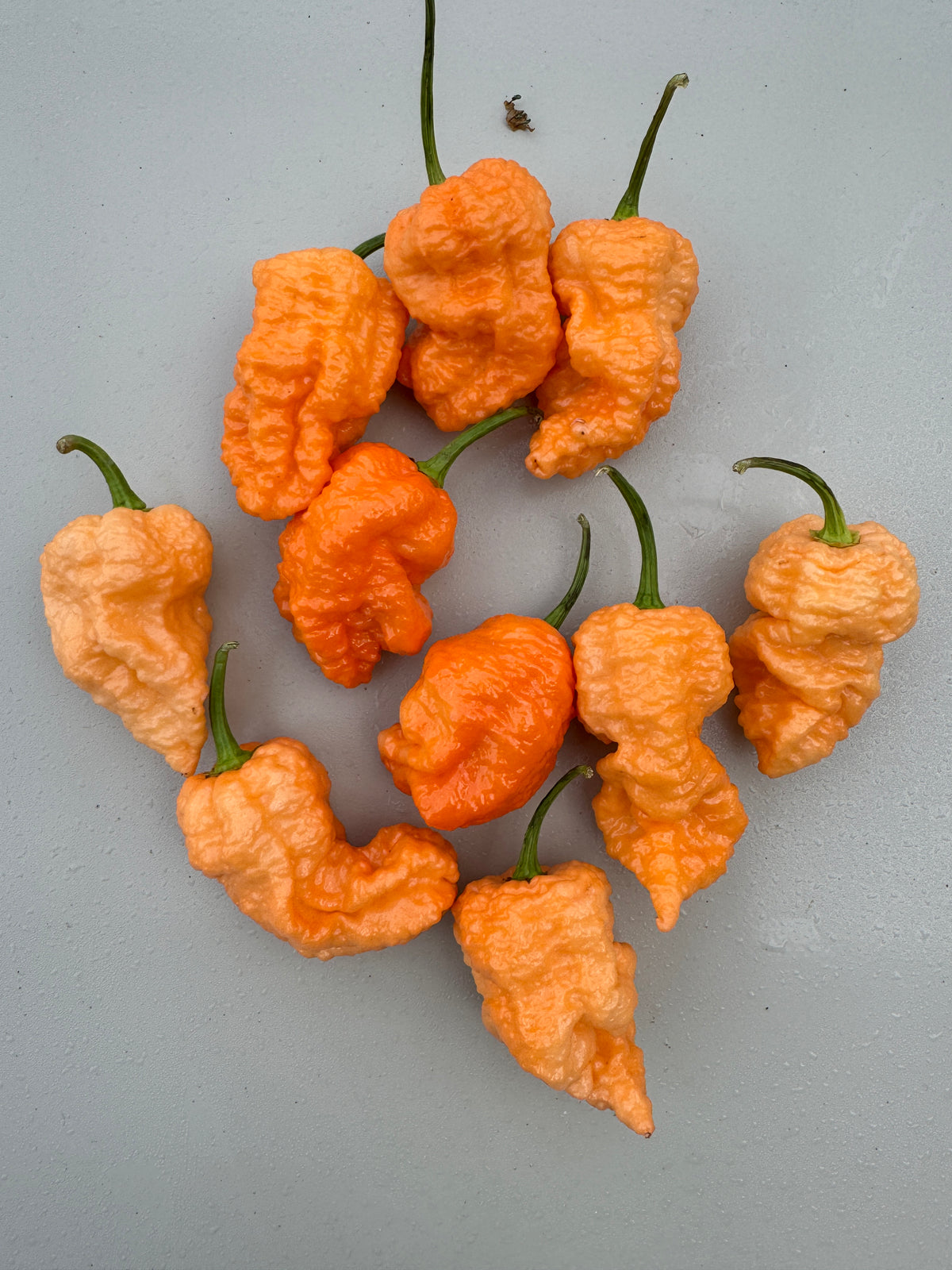 Jays Peach Ghost Scorpion Chilli – pile of peach and orange tailed pods