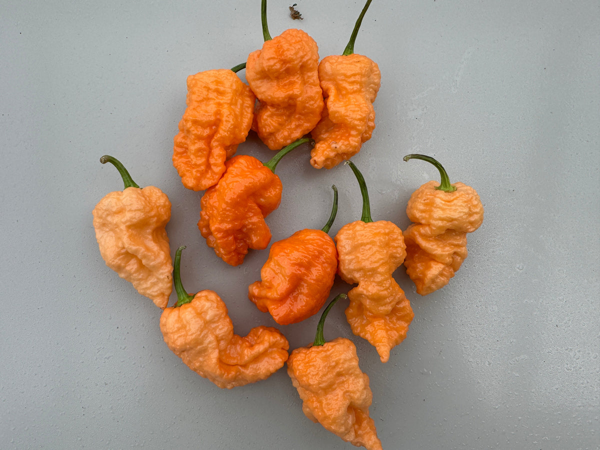 Jays Peach Ghost Scorpion Chilli – harvested pods scattered on a grey surface