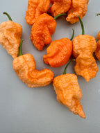 Jays Peach Ghost Scorpion Chilli – close-up of gnarled peach pods with scorpion tails