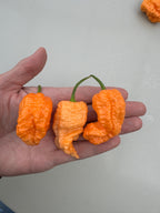 Jays Peach Ghost Scorpion Chilli – hand holding three ripe peach-orange pods