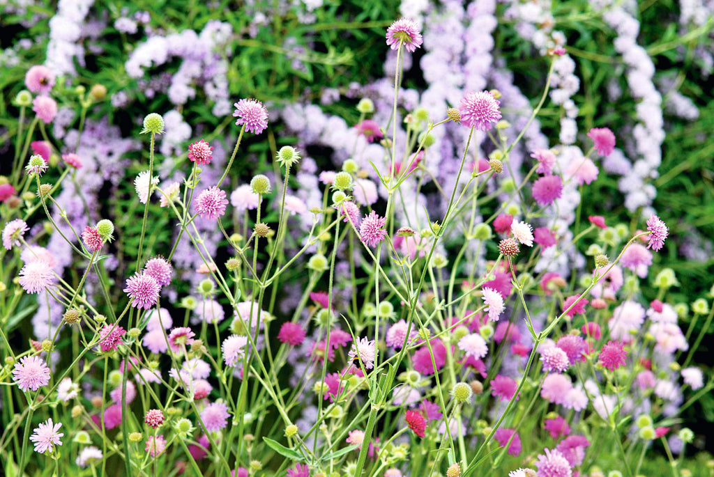 Knautia Melton Pastels – close-up of pastel pink and mauve button flowers