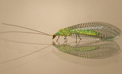 Lacewing Larvae for Aphids | Chrysoperla carnea | Biological Control