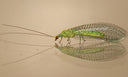 Lacewing Larvae for Aphids | Chrysoperla carnea | Biological Control