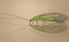 Lacewing Larvae for Aphids | Chrysoperla carnea | Biological Control