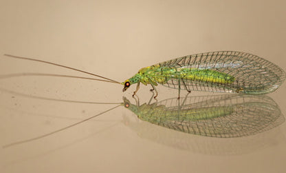 Lacewing Larvae for Aphids