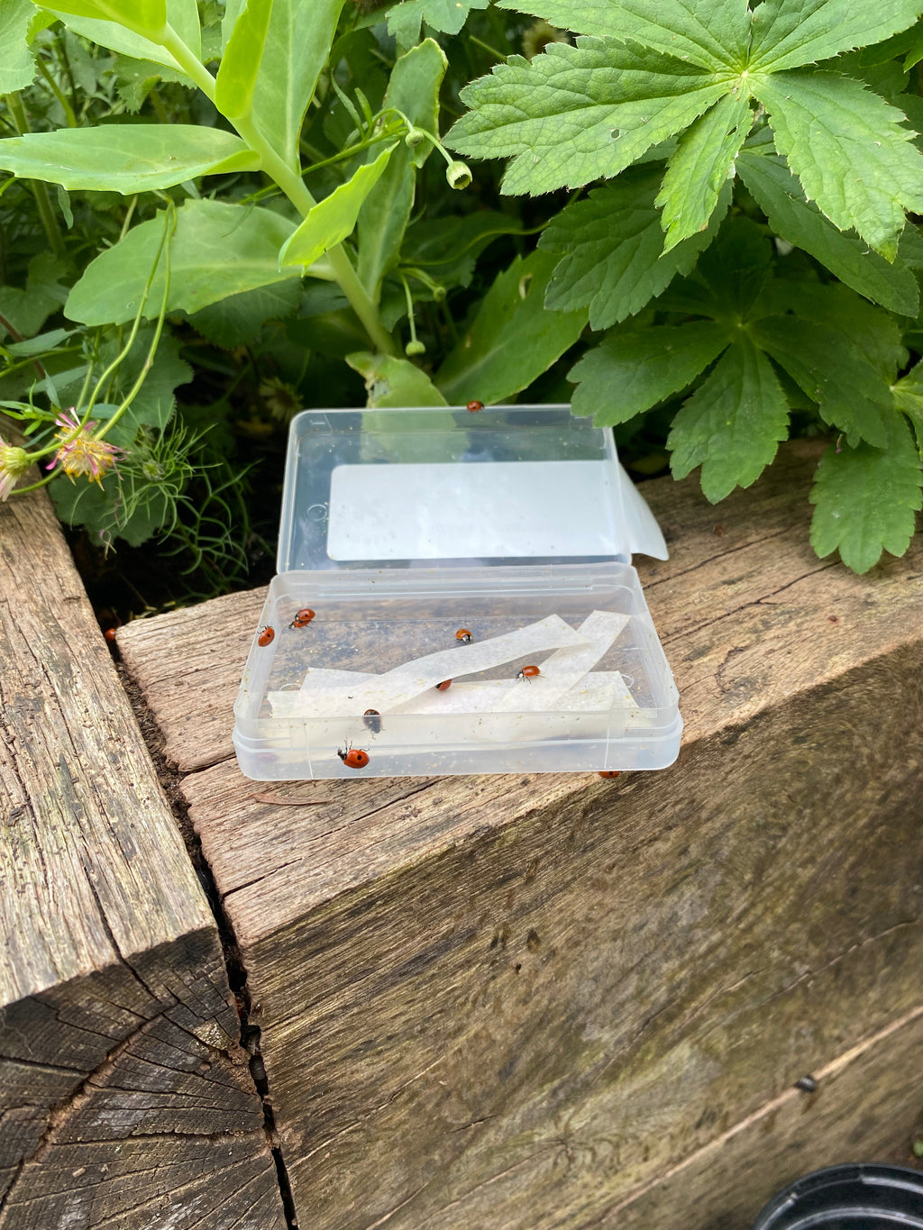 Ladybirds for Aphids – open tub on a garden bed with ladybirds crawling out