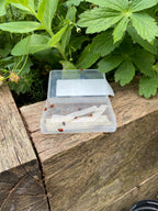 Ladybirds for Aphids – open tub on a garden bed with ladybirds crawling out