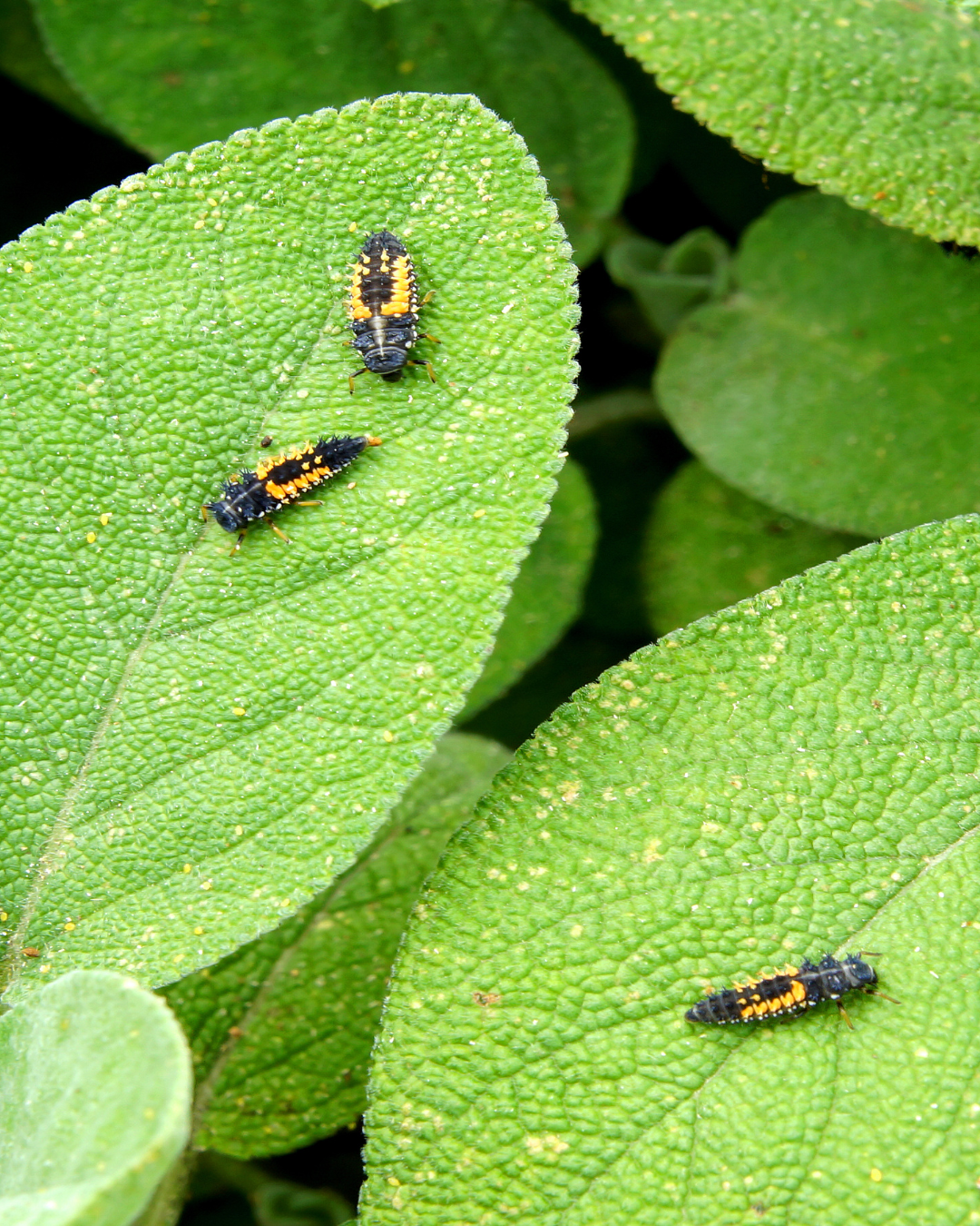 Ladybirds for Aphids – three black and orange ladybird larvae on green leaves