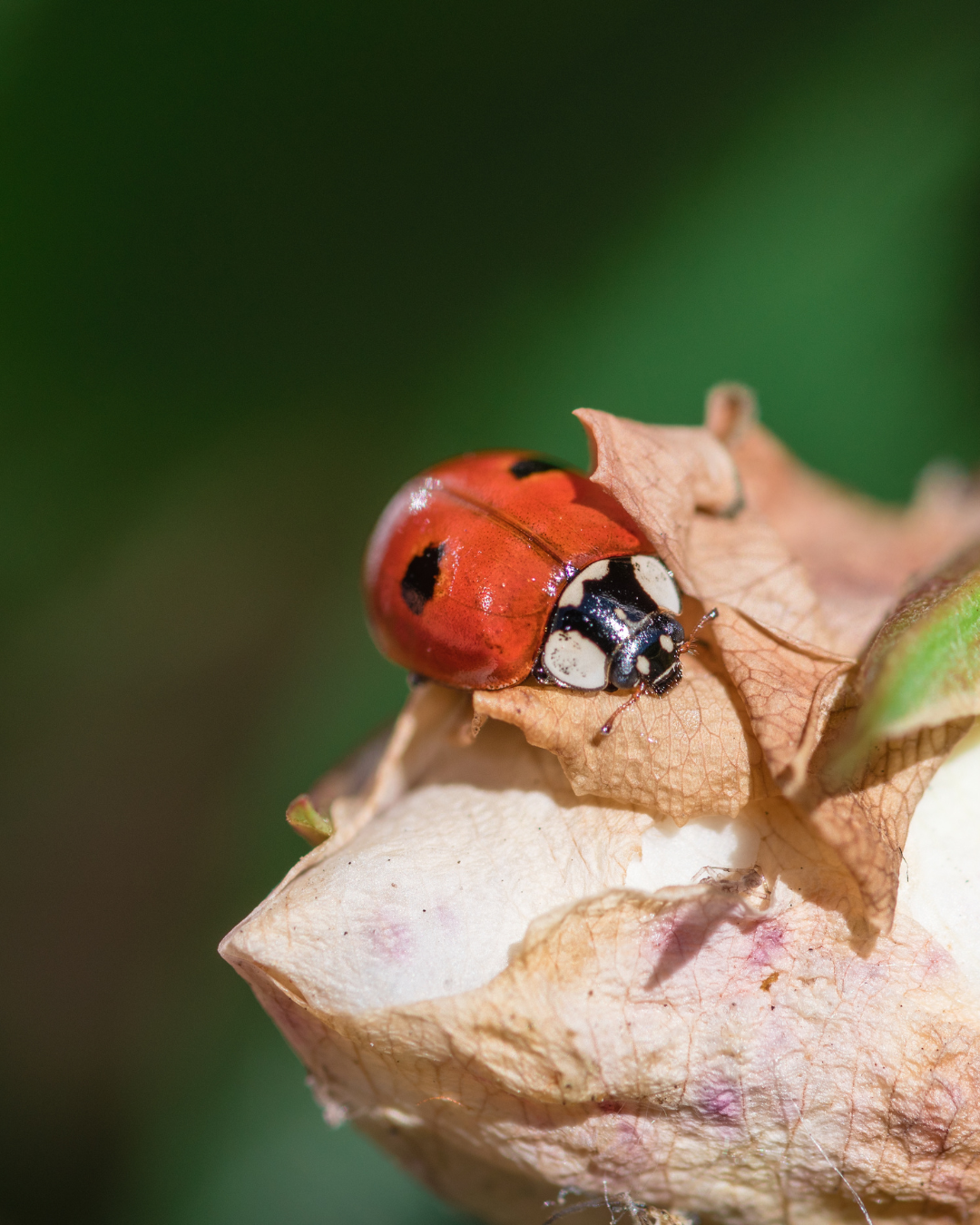 Ladybirds for Aphids – spotted red ladybird on a dried leaf and flower bud