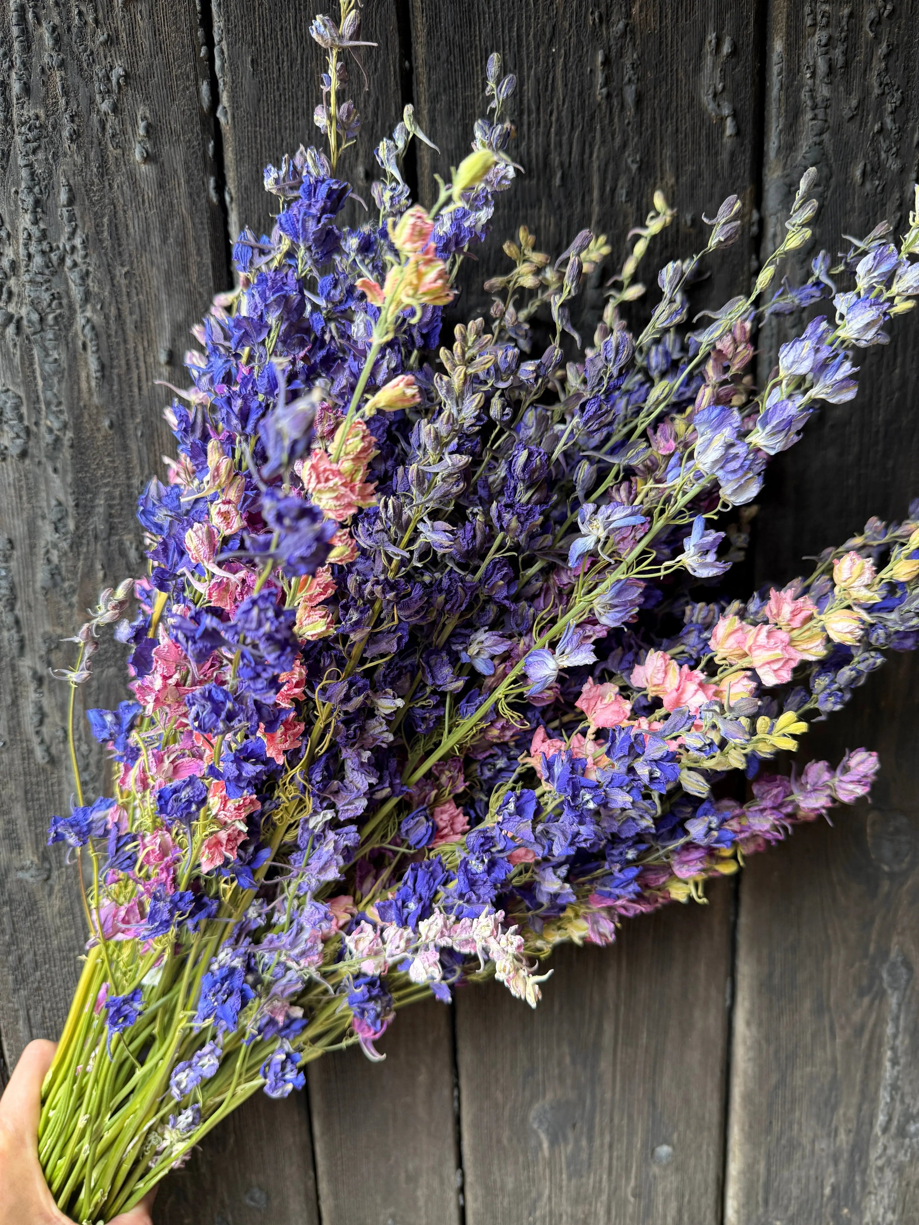 A hand holds Bishy Barnabees Cottage Garden Ltd&