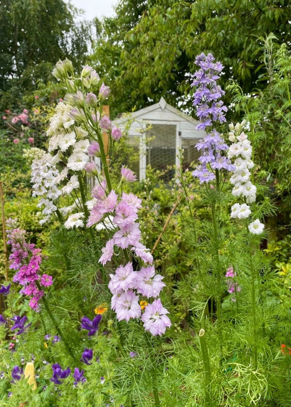 Tall Larkspur Giant Hyacinth flowers in pink, lilac, blue, and white against a garden backdrop.