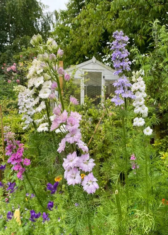 Tall pink, white, and purple flowers from Bishy Barnabees Cottage Garden’s Larkspur Giant Hyacinth Mixed bloom in lush green foliage, with a small white garden shed visible in the background.