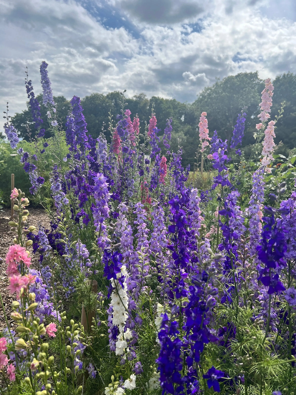 Larkspur Giant Imperial Mix – tall purple, pink and white flowers in a garden