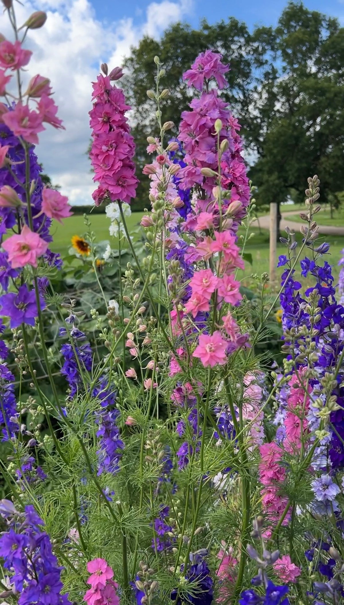 Larkspur Giant Imperial Mix – tall pink, purple and blue spires with trees and blue sky behind