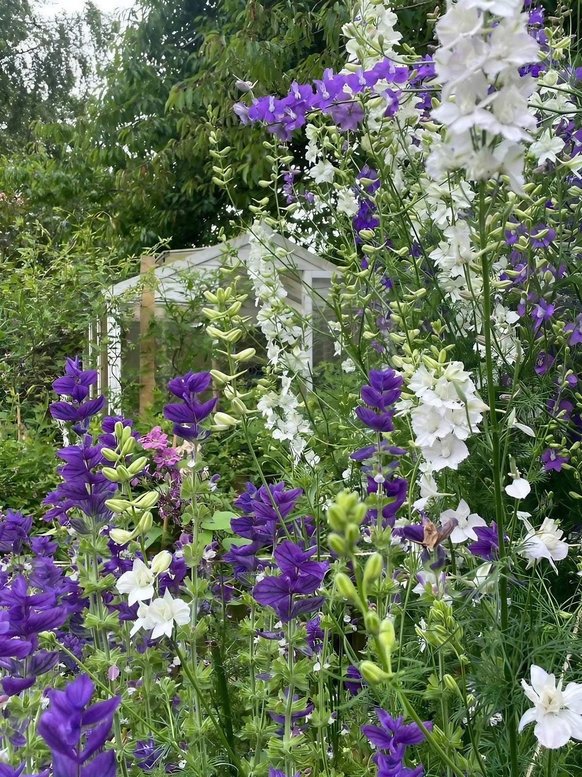 Larkspur Giant Imperial Mix in purple and white beside a white greenhouse