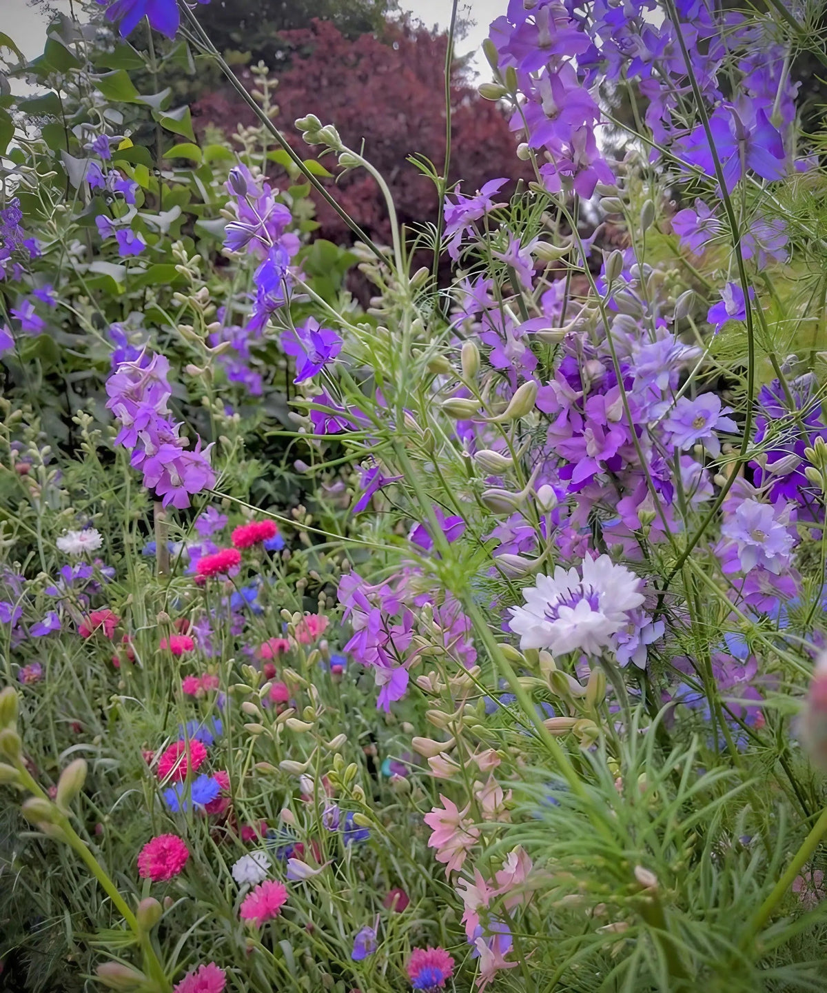 Larkspur Limelight Mix – purple and lilac spires with pink, red and white flowers