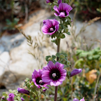 Tall Lavatera arborea stem with purple, dark-centred flowers and pale green leaves outdoors
