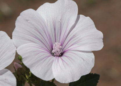 Lavatera Dwarf Pink BlushA cluster of pink blush Lavatera dwarf flowers in bloom