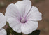 Lavatera Dwarf Pink Blush