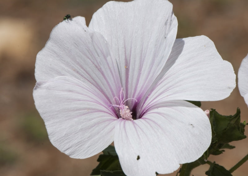 Lavatera Dwarf Pink Blush