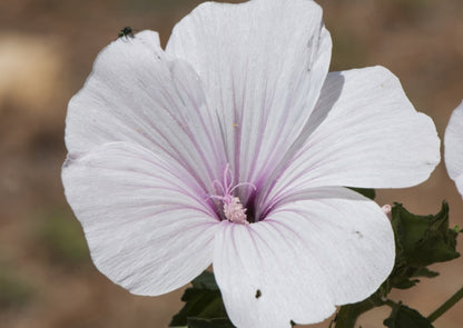 Close-up view of a Lavatera dwarf pink blush flower showcasing its delicate pink petals and deep purple center