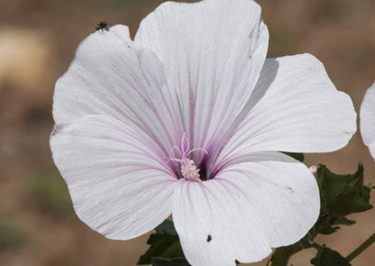Lavatera Dwarf Pink Blush