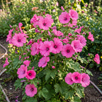 Lavatera Pink Reflection – bushy plant covered in pink trumpet flowers in a garden border
