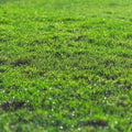 A close-up of a lush, dewy green lawn bathed in sunlight, likely grown from Dandy's Topsoil & Landscape Supplies' Lawn in a Bag, with fresh blades and improved evenness throughout the field.