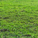 Dandy's Fill & Fix Lawn Patch Repair Blend | Topsoil