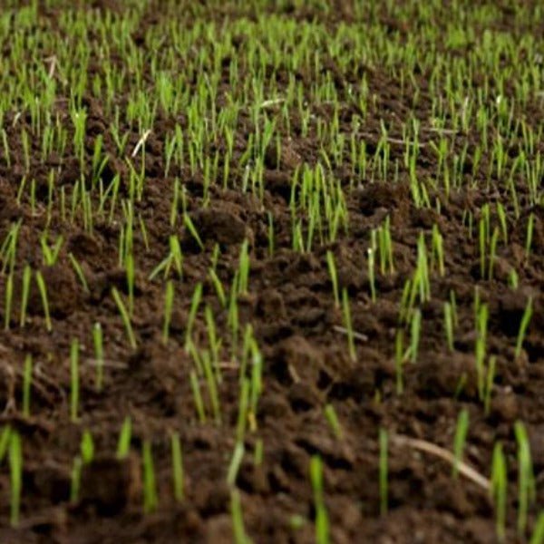 Close-up view of young green grass sprouting from dark, moist soil using Lawn in a Bag from Dandy's Topsoil & Landscape Supplies, indicating fresh plant growth.