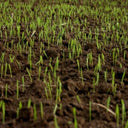 Dandy's Fill & Fix Lawn Patch Repair Blend | Topsoil