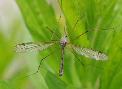 Leatherjacket Nematodes – adult crane fly resting on a green leaf