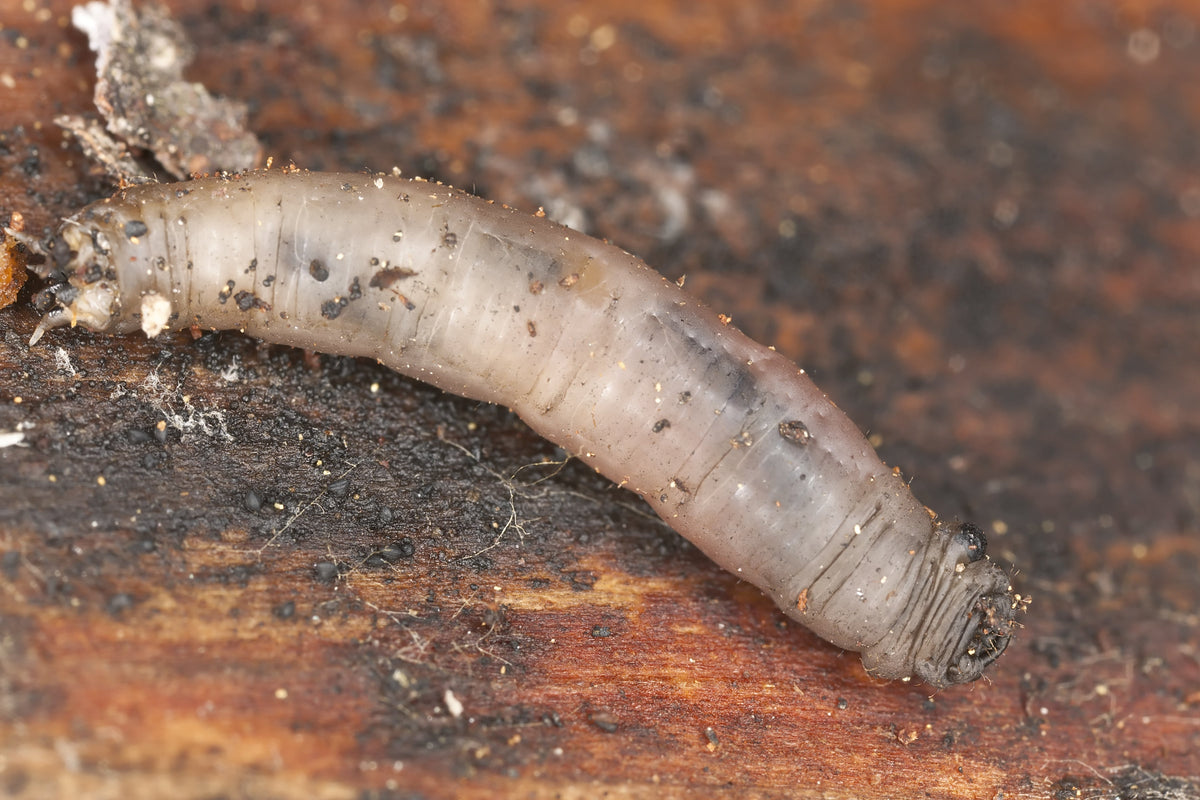 Leatherjacket Nematodes – pale segmented leatherjacket grub on soil