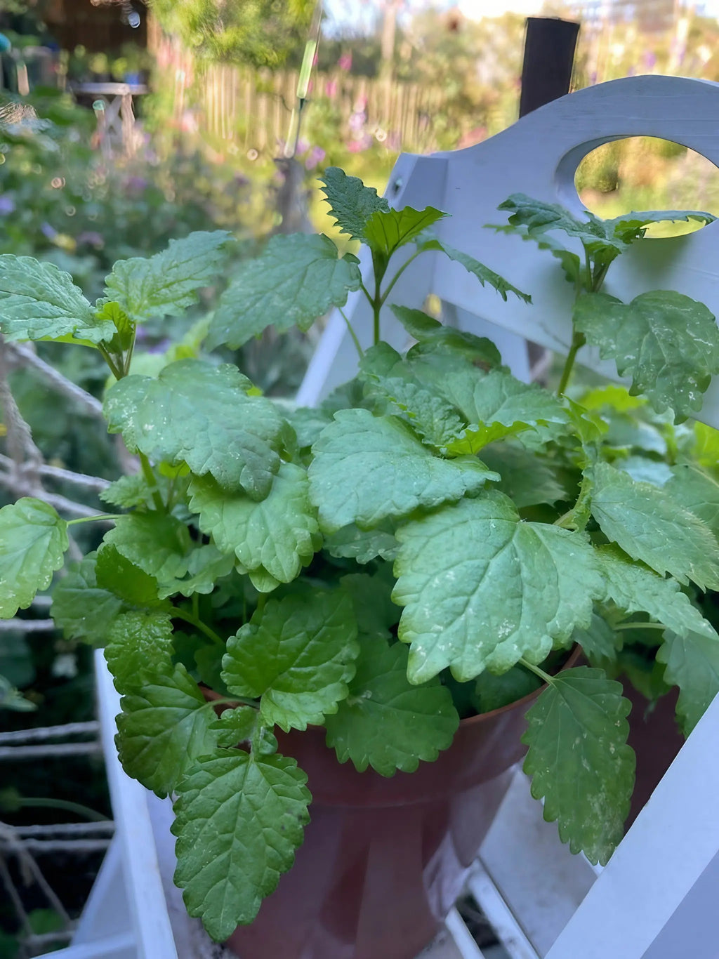 Lush Lemon Balm plant in a pot on a white outdoor shelf in soft sunlight