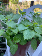 Lush Lemon Balm plant in a pot on a white outdoor shelf in soft sunlight