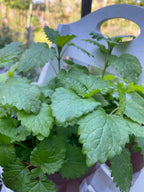 Lemon Balm in a pot, close view of its serrated green leaves on a sunny white shelf