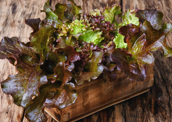 Lettuce Lollo Rossa – frilly red and green leaves in a rustic wooden crate