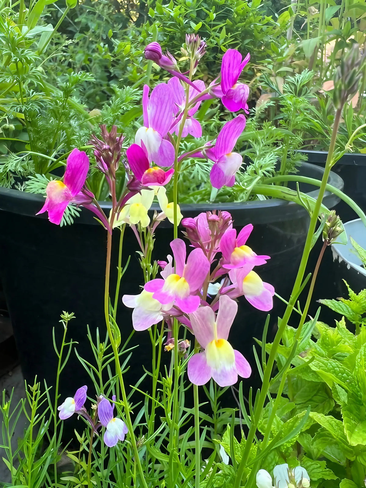Tall Linaria Fairy Bouquet Mix stems with pink, white and yellow flowers in front of black containers